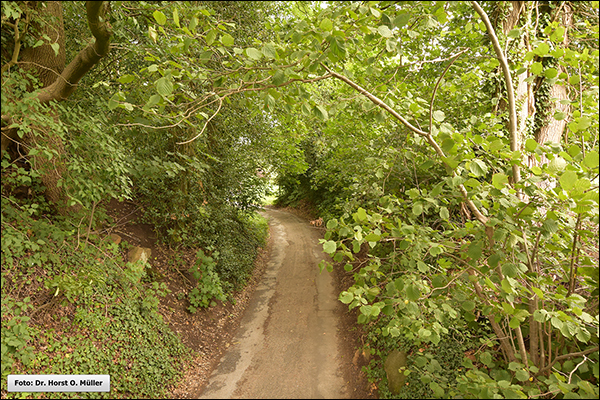 1108 - 401 - Rümbültstege - klein